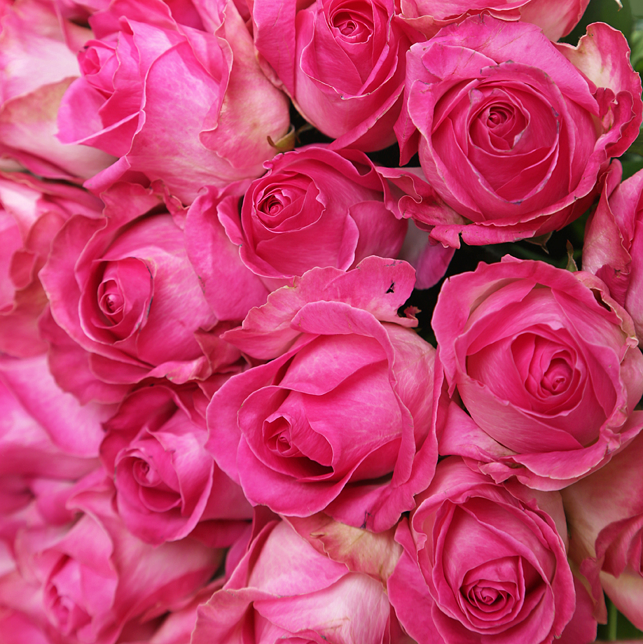 купить цветы Букет из ярко-розовых роз